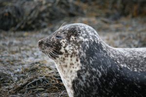 Photo of a harbour seal